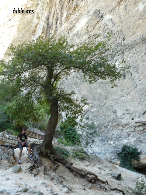 arbre a Fontaine du Vaucluse