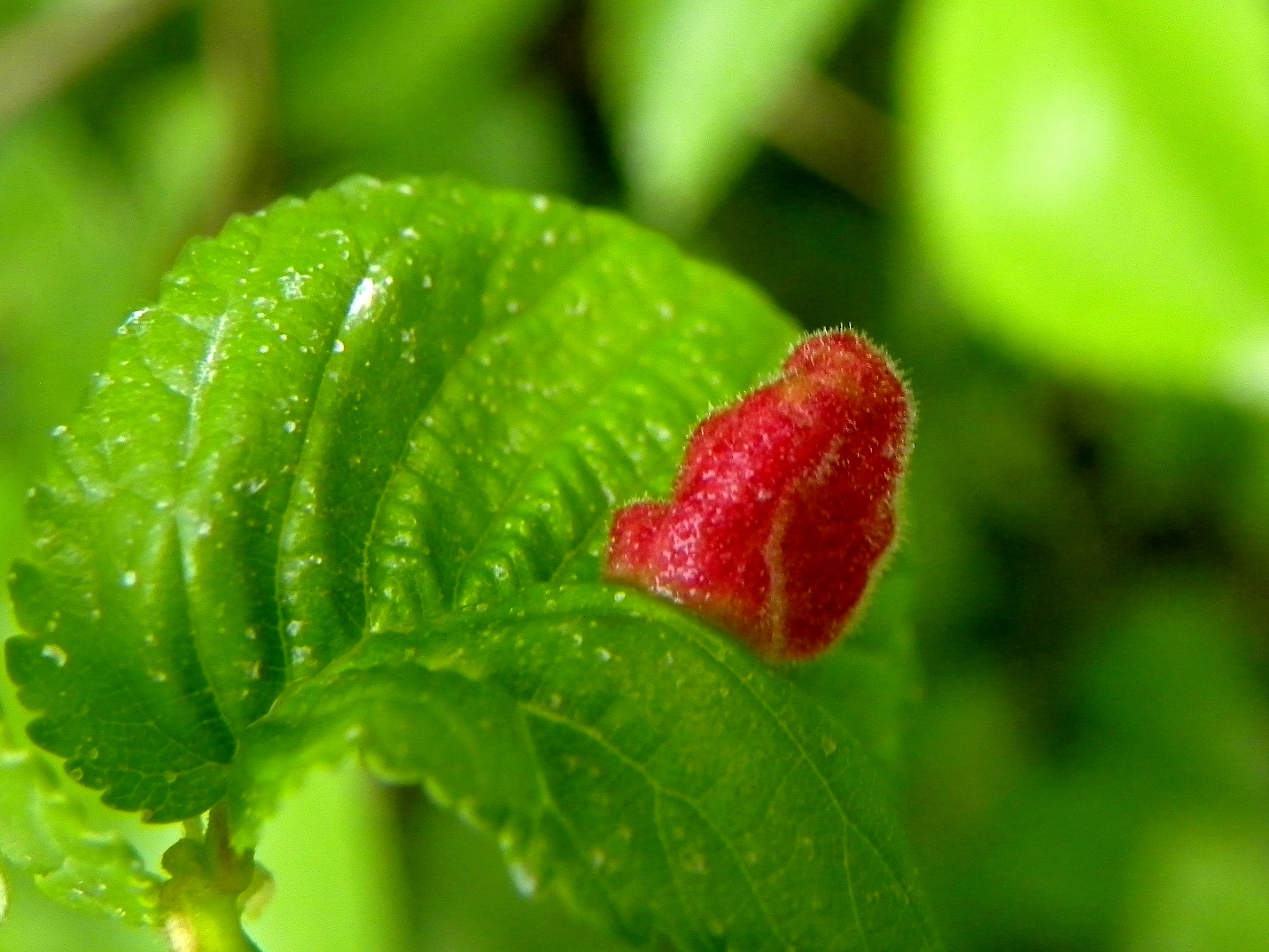 arbre a fraise ?