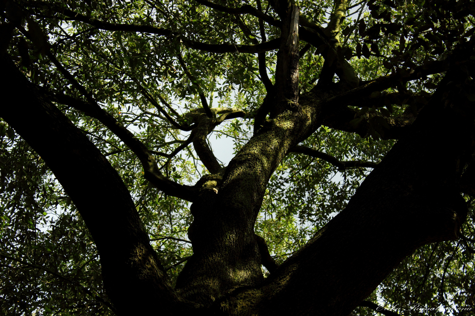 Arbre à Kew Gardens