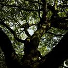 Arbre à Kew Gardens