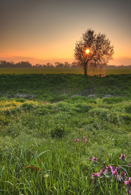 Arbre à l'horizon