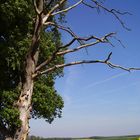 Arbre à moitié mort