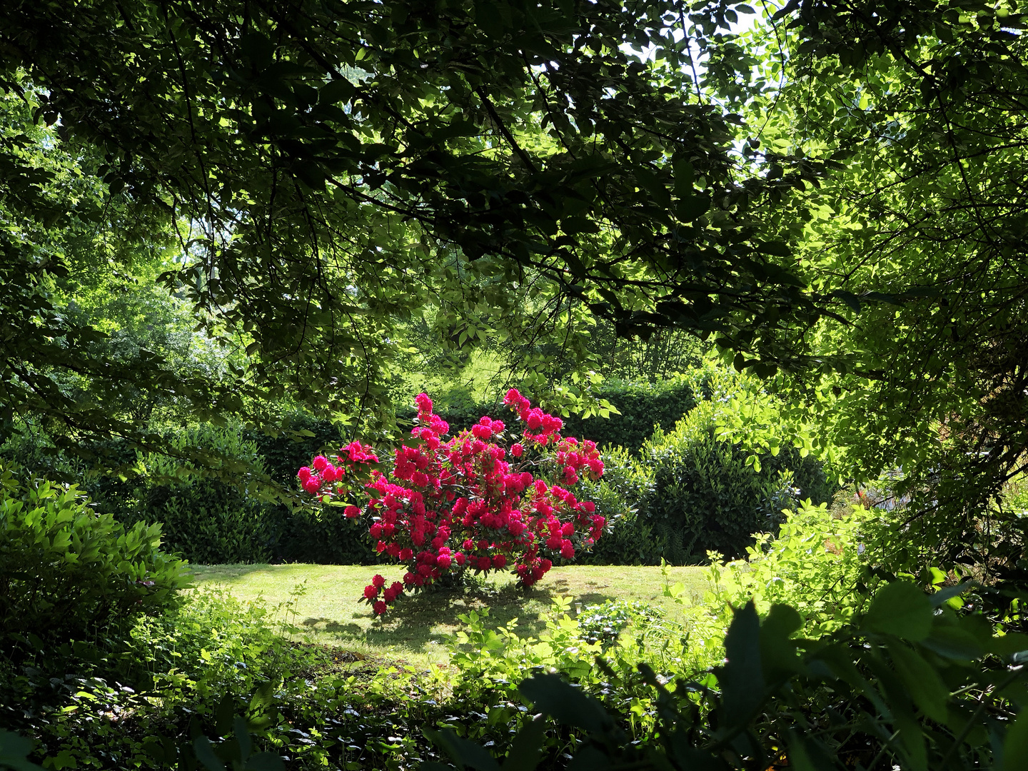 Arbre à roses