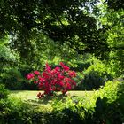 Arbre à roses