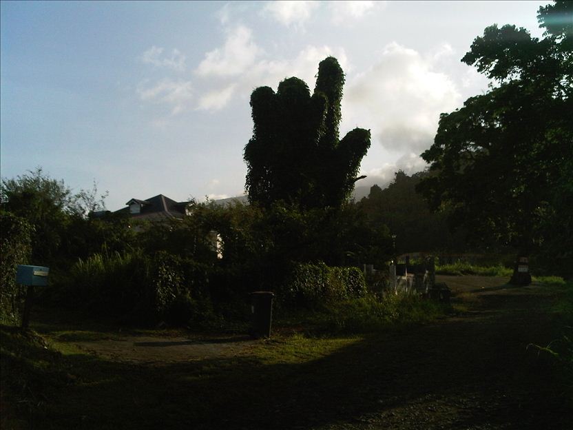 Arbre à son corps défendant