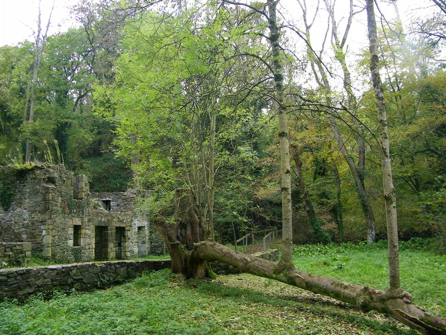 arbre à troncs