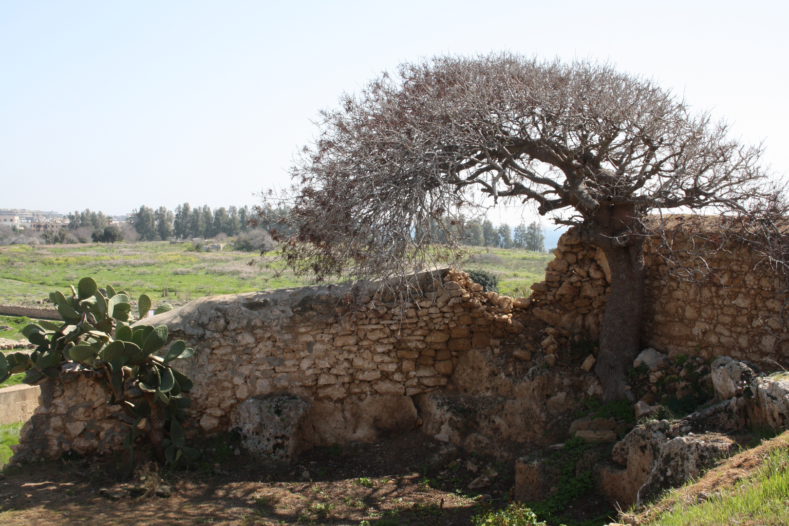 arbre arqué