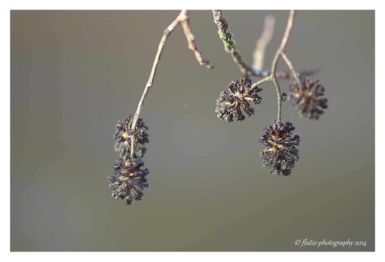 arbre au bord de l' eau