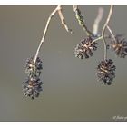 arbre au bord de l' eau