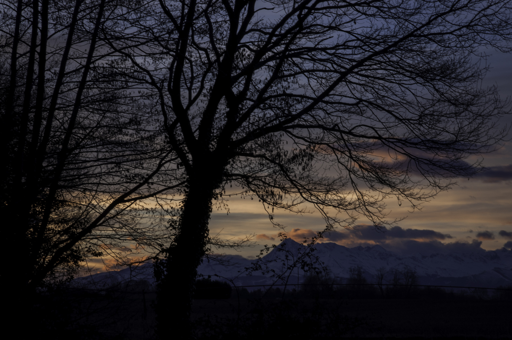 Arbre au lever du soleil