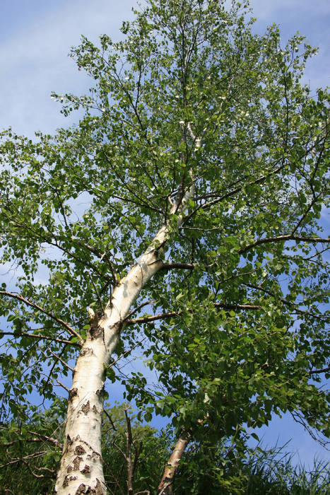 Arbre au printemps