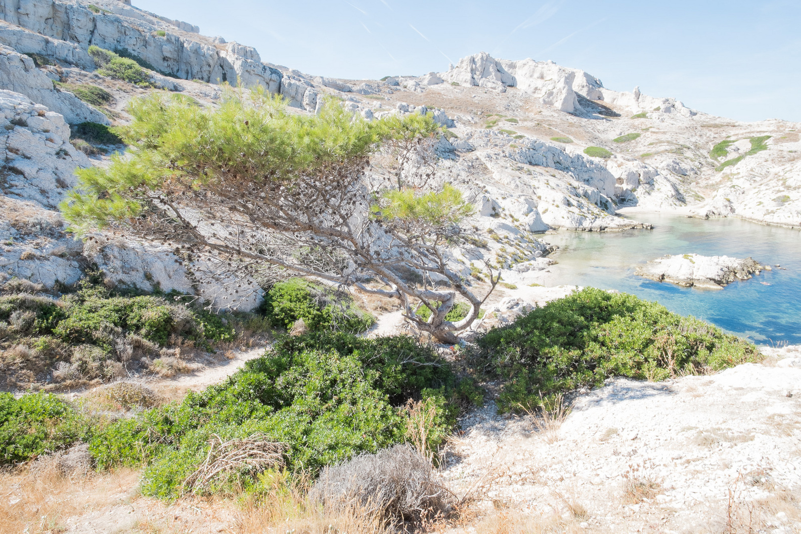 arbre au soleil des calanques