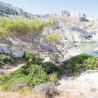 arbre au soleil des calanques