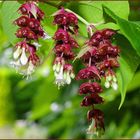 Arbre aux faisans -- Leycesteria Formosa -- Karamellbeere