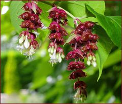 Arbre aux faisans -- Leycesteria Formosa -- Karamellbeere