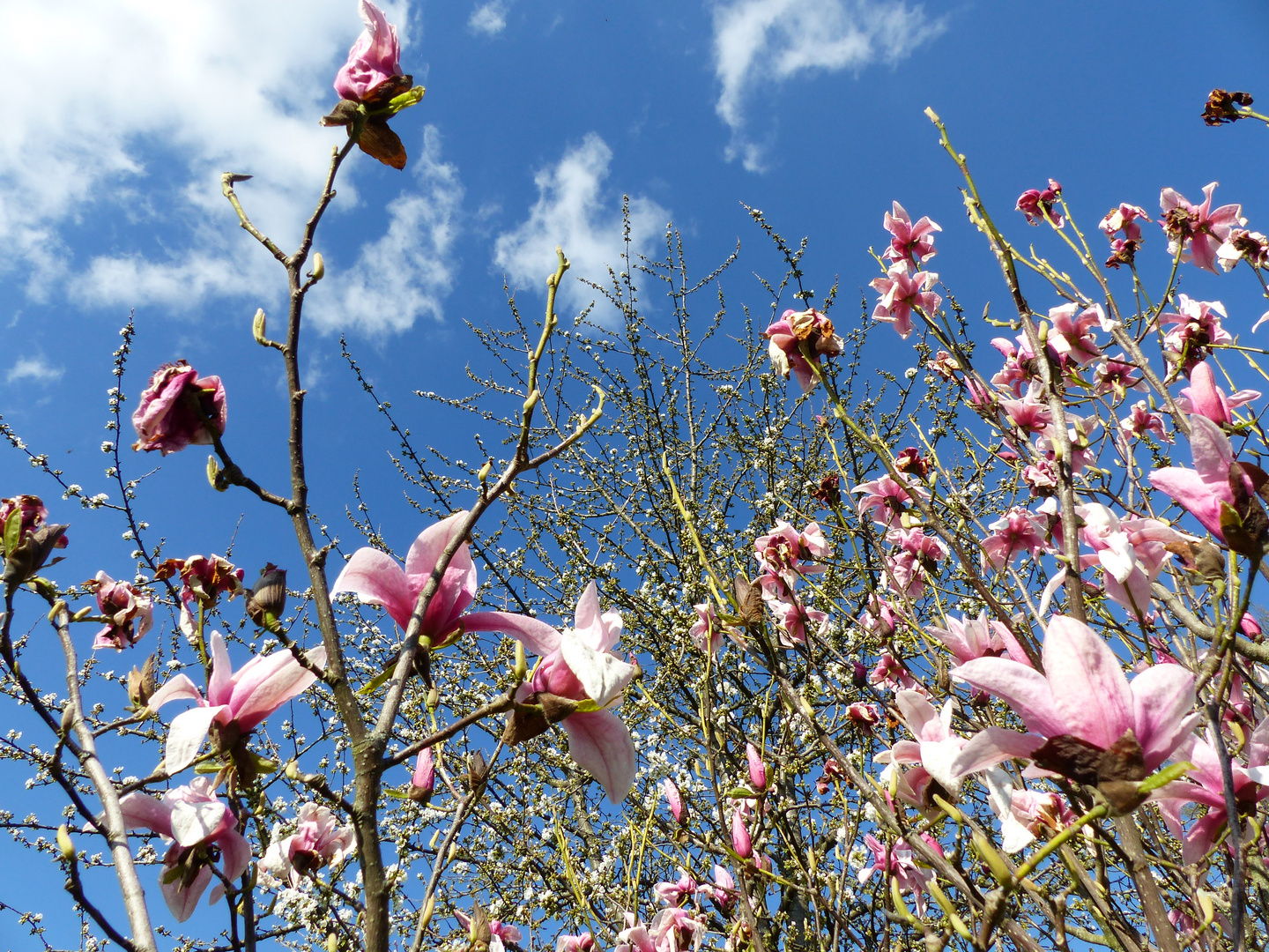 Arbre aux fleurs roses