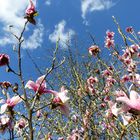 Arbre aux fleurs roses