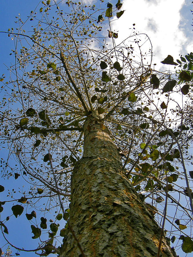 Arbre de seb16230 