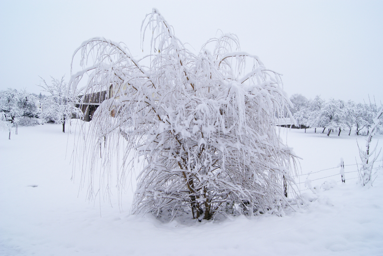 arbre blanc