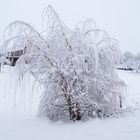 arbre blanc