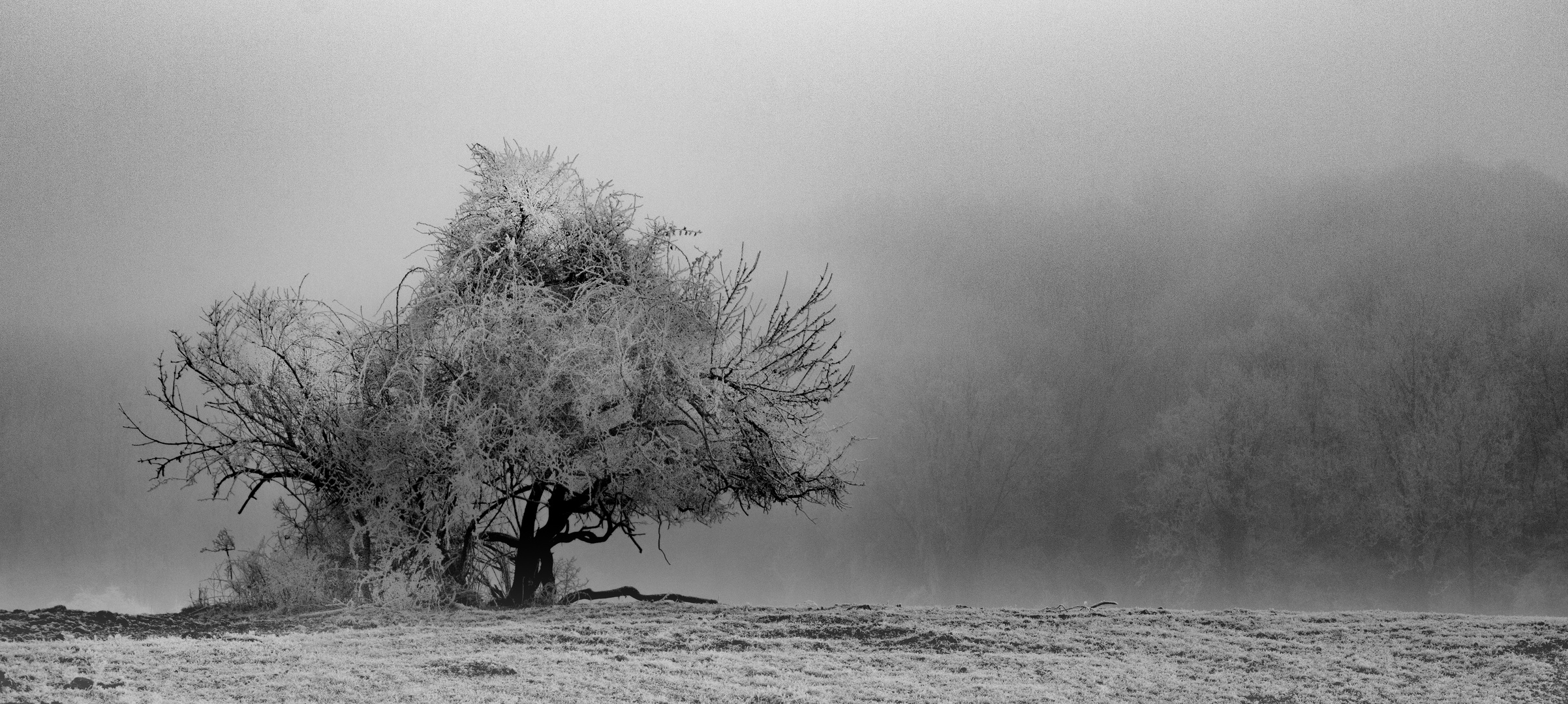 Arbre blanc