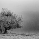 Arbre blanc