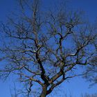 Arbre bleu