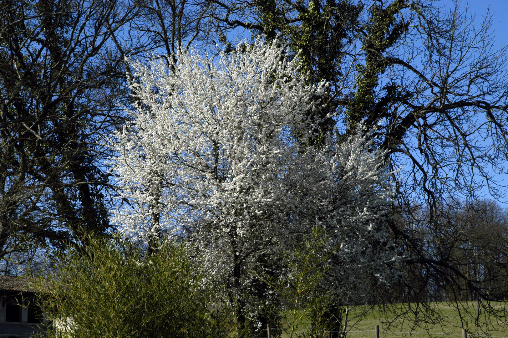 arbre boule de neige!