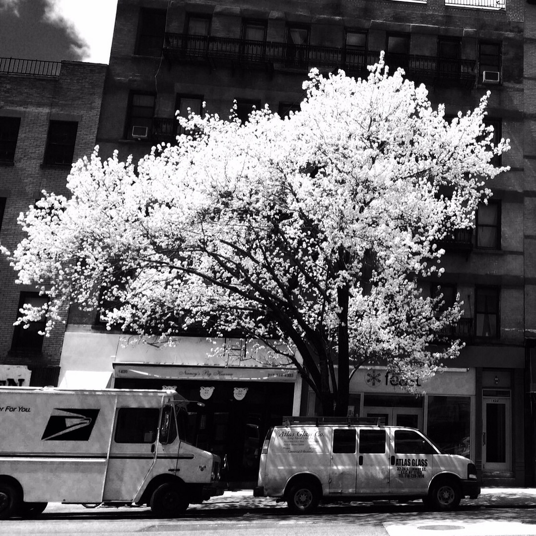 Arbre bourgeonnant New York