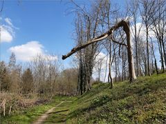 ..Arbre brisé par la dernière tempête..