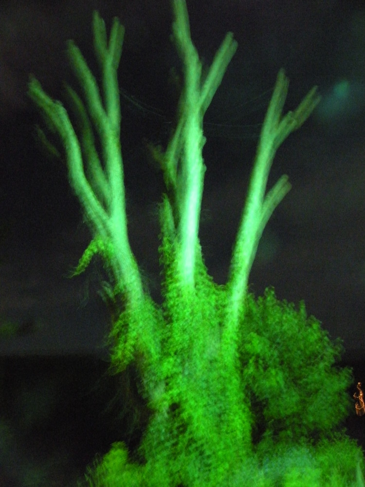 arbre canadien by night