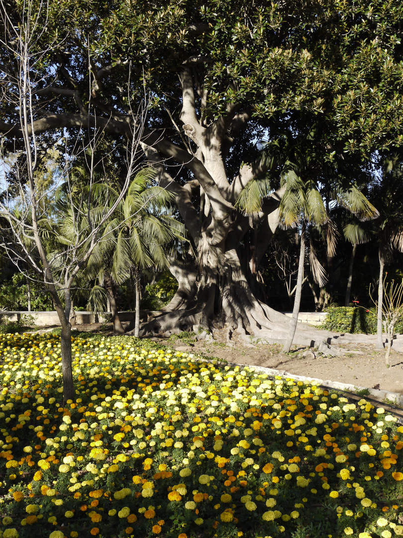 Arbre centenaire devant un parterre étoilé