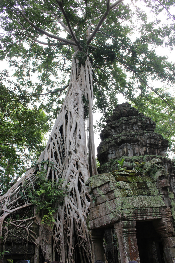 Arbre d'Angkor