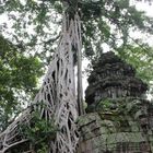 Arbre d'Angkor