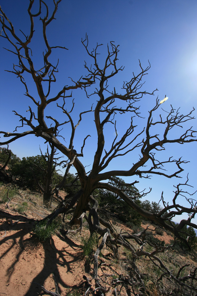 Arbre dans Canyonlands