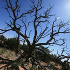 Arbre dans Canyonlands