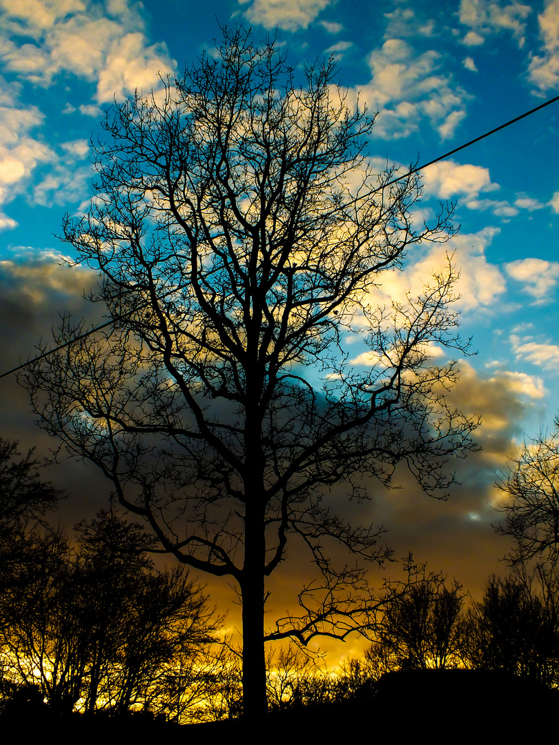 Arbre dans ciel bicolore