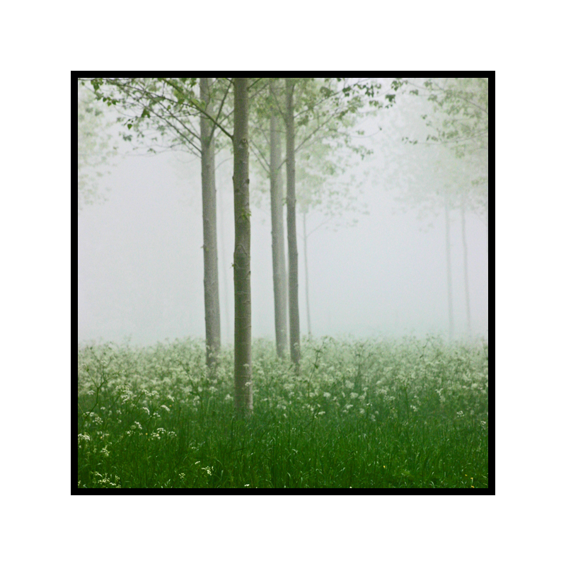 Arbre dans la brume N°1