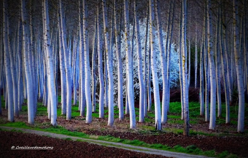 arbre dans la forêt