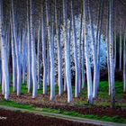 arbre dans la forêt