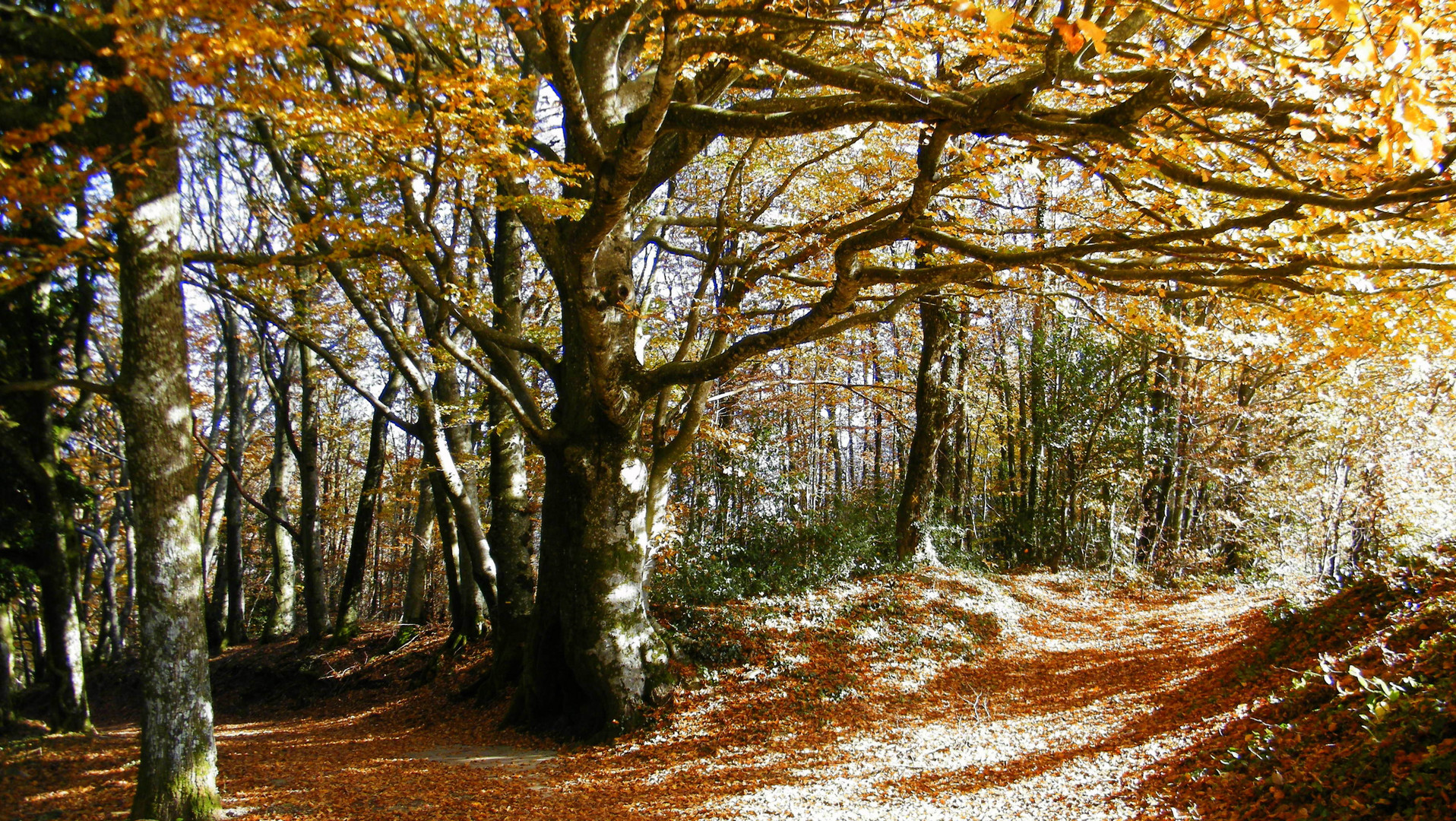 Arbre dans la Montagne Noire