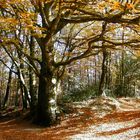 Arbre dans la Montagne Noire