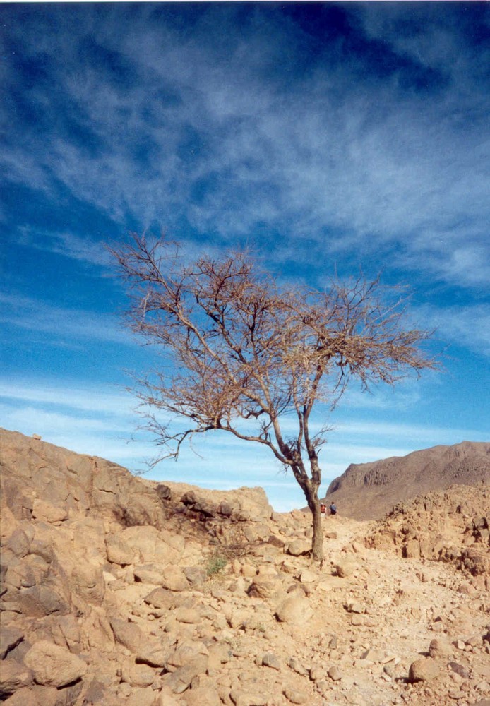 Arbre dans le Hoggar