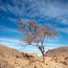 Arbre dans le Hoggar