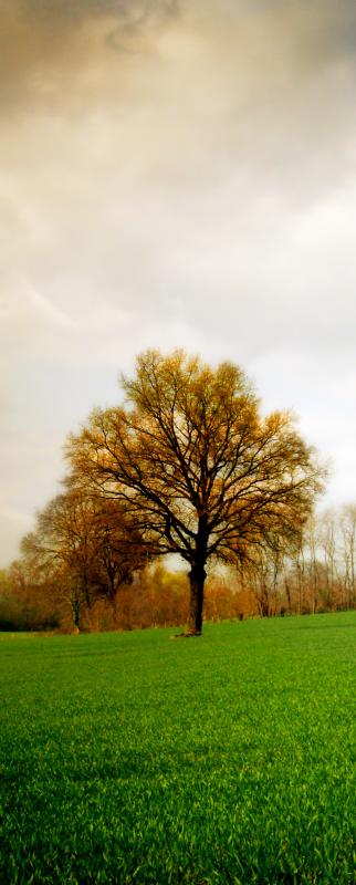 Arbre d'automne. de Lucile VERNE