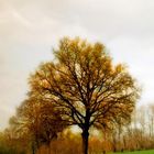 Arbre d'automne.