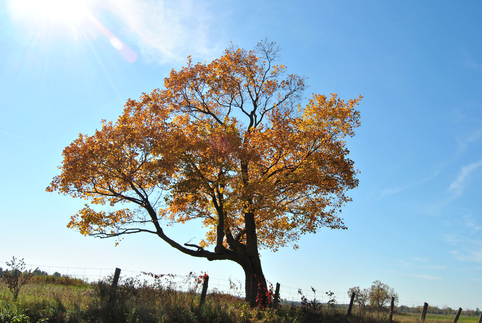 Arbre d'automne