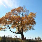 Arbre d'automne