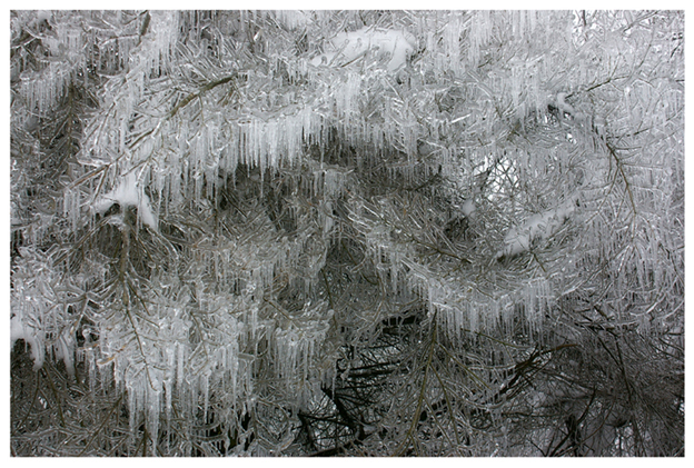 Arbre de Glace