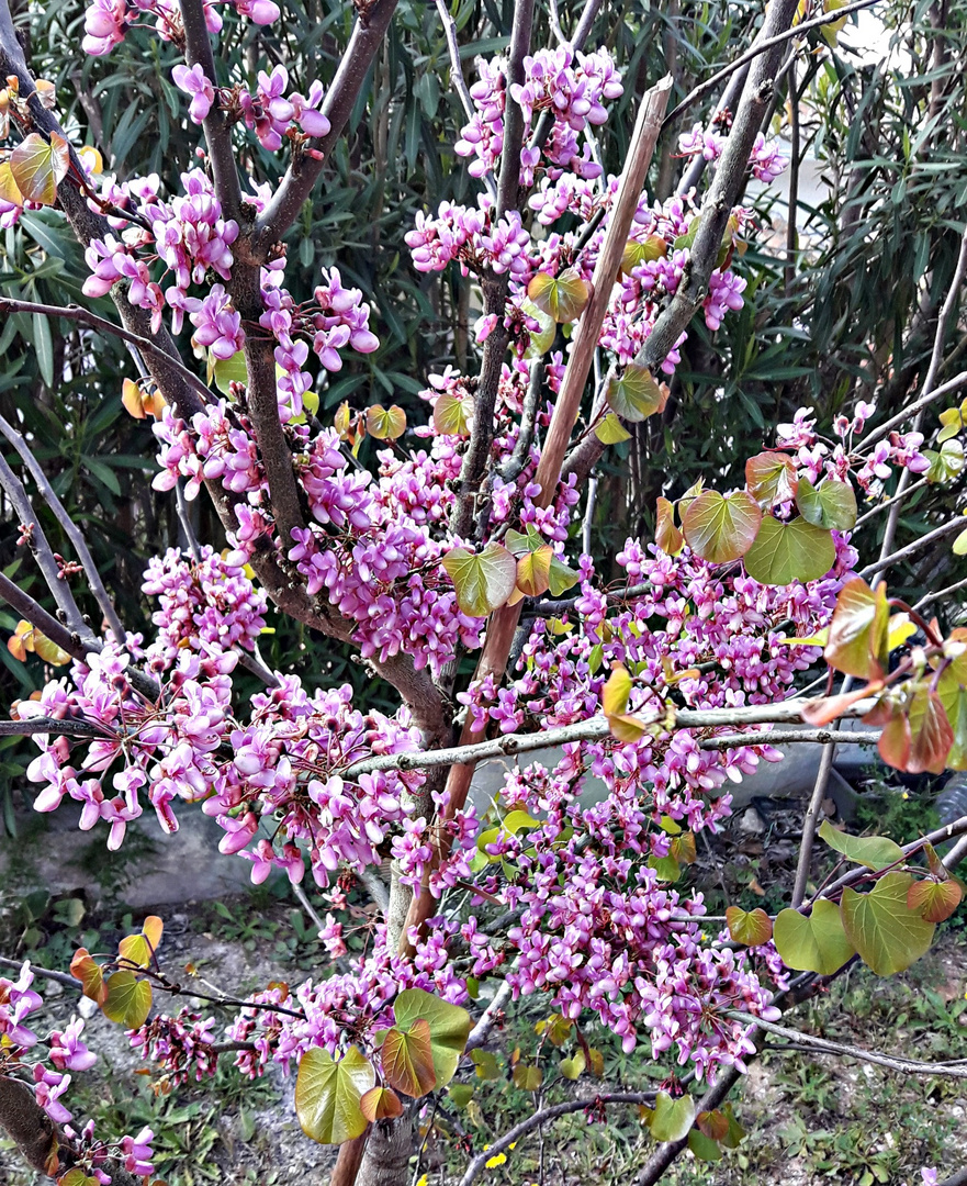 arbre de judée